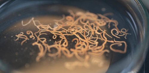 Why do scientists care about worms?