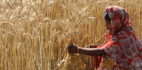 Intensifying heat waves threaten South Asia’s struggling farmers – many of them women