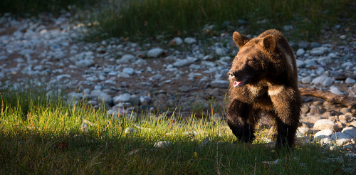 Grizzly bear conservation is as much about human relationships as it is the animals