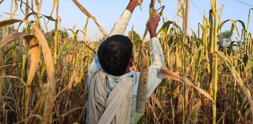 Young Indian farmers are turning to an ancient crop to fight water stress and climate change