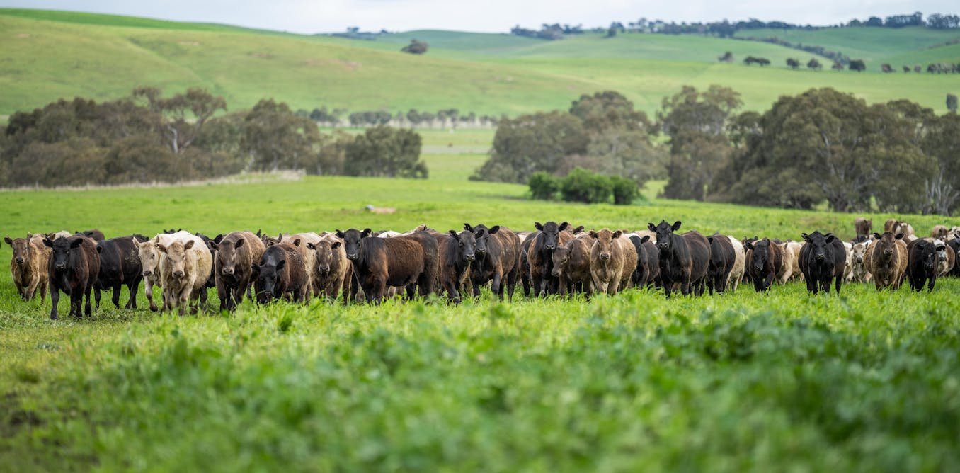 Reconnecter l’agriculture et l’élevage est nécessaire, mais l’effet rebond peut annuler les bénéfices espérés