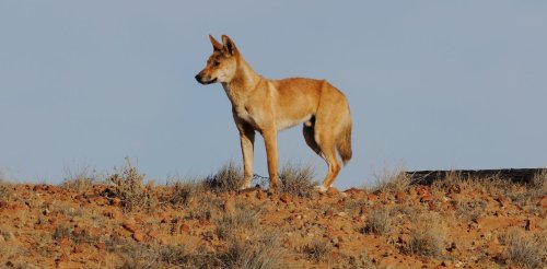 New DNA testing shatters 'wild dog' myth: most dingoes are pure