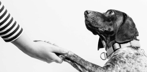 Yes, your dog can understand what you're saying — to a point
