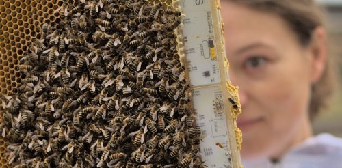 Faced with dwindling bee colonies, scientists are arming queens with robots and smart hives
