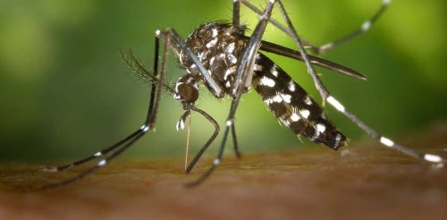 Maladies transmises par les moustiques, météo et climat : des liaisons dangereuses