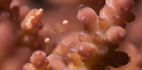 Gene editing is revealing how corals respond to warming waters. It could transform how we manage our reefs