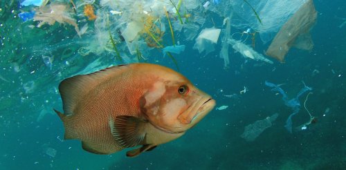 Microplastics might be entering marine food webs from the bottom up