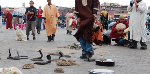 Charmeurs de serpents à Marrakech : quand le spectacle met à mal les aspirations à un tourisme plus durable