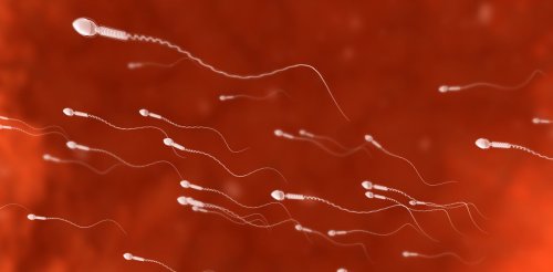 Male fertility: how everyday chemicals are destroying sperm counts in humans and animals