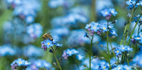 The mystery of the blue flower: nature’s rare colour owes its existence to bee vision