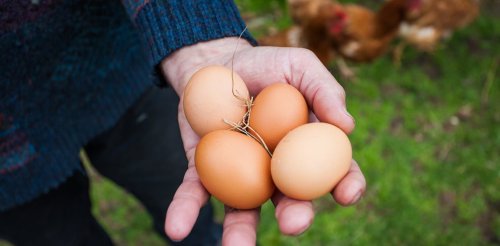 How free-range eggs became the norm in supermarkets – and sold customers a lie