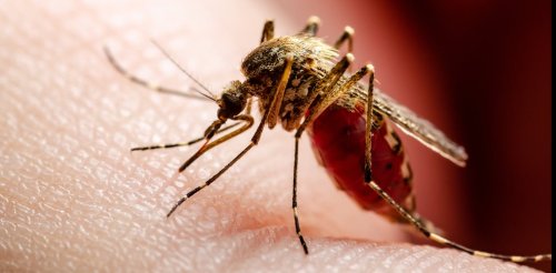 Comment les moustiques nous piquent (et les conséquences)