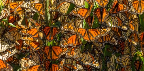 Monarch butterflies raised in captivity can still join the migration