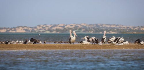 When a 1-in-100 year flood washed through the Coorong, it made the vital microbiome of this lagoon healthier