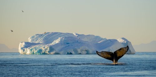 Whale of a tale? The stories about whales helping tackle climate change are overblown