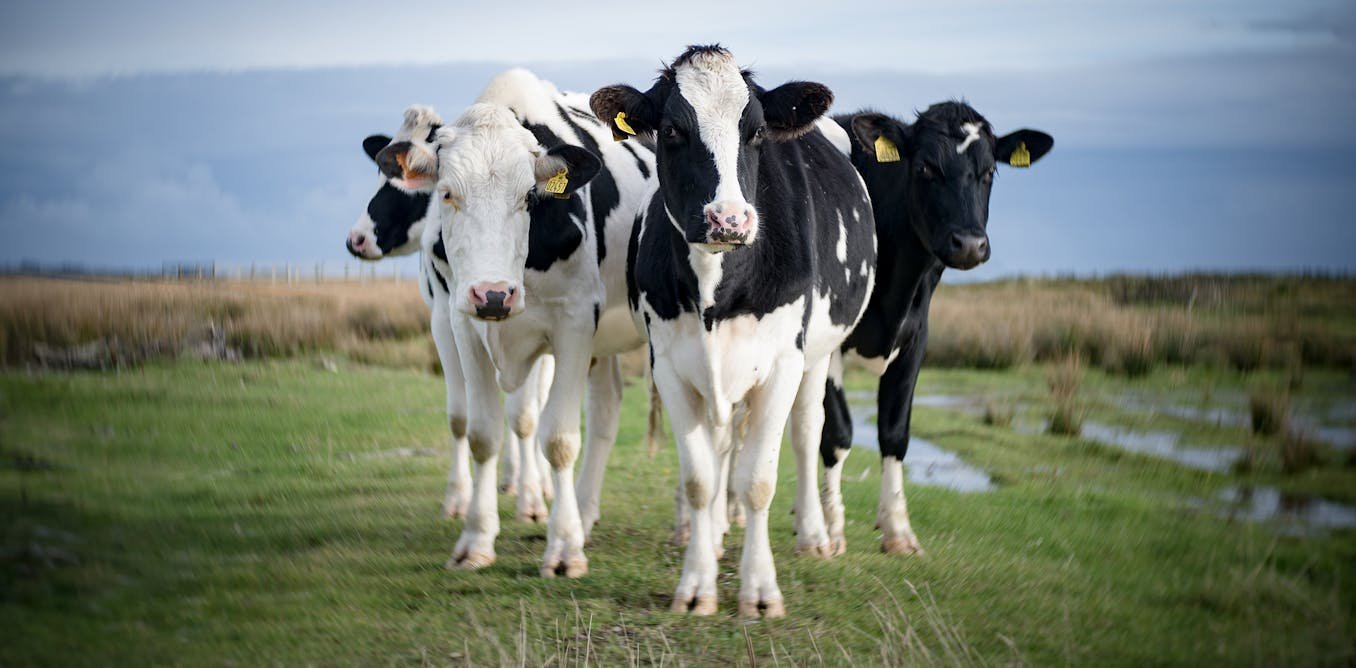 Ces pays qui ont réussi à réduire pesticides et engrais chimiques en accompagnant les agriculteurs