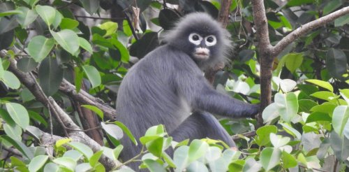 The world's newest monkey species was found in a lab, not on an expedition