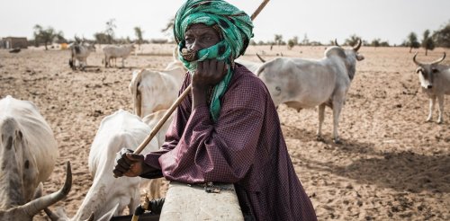 Une étude génétique retrace les origines des Peuls, la plus grande communauté pastorale d’Afrique
