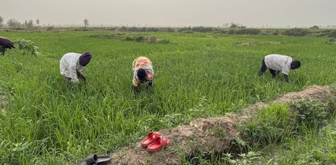 Les agriculteurs du Sahel obtiennent de meilleurs rendements en combinant plusieurs innovations