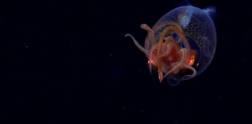 Les premières images d’un calamar colossal dans les fonds marins prises par des scientifiques