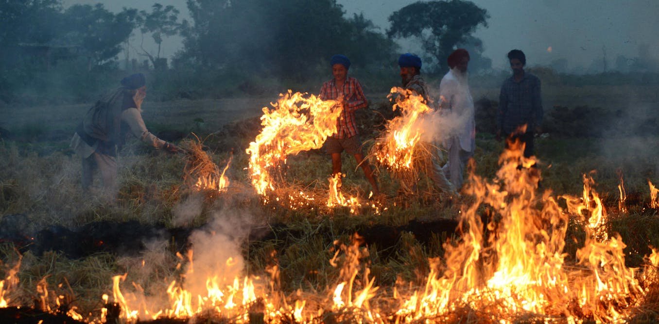 Derrière les problèmes de smog à Delhi en Inde, une révolution agricole plus verte à réinventer
