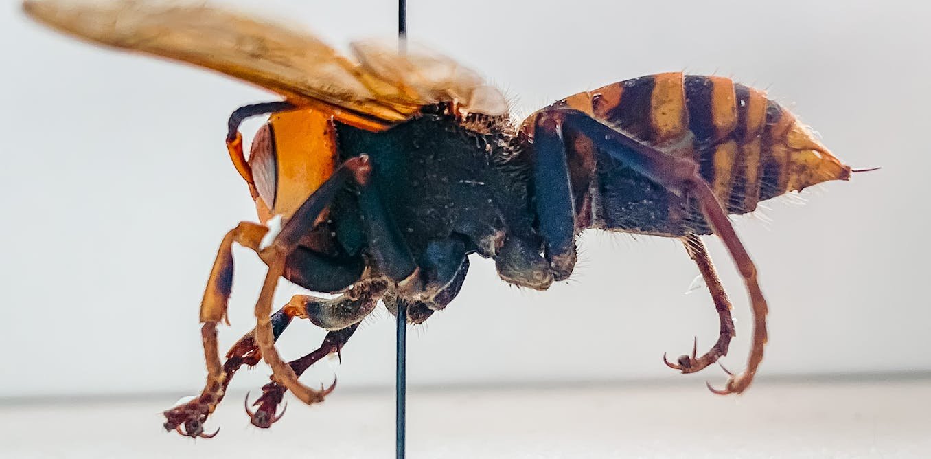 How British Columbia and Washington state are stopping the spread of Asian giant hornets