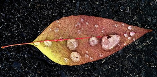 New research unlocks the mystery of leaf size