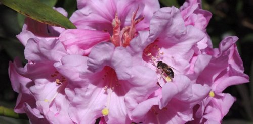 The secret world of rhododendrons: a plant more ancient than the Himalayas that inspired fables and stories around the world