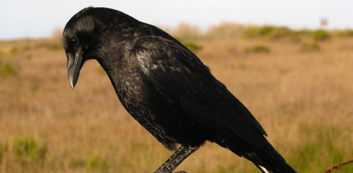 Are crows really that clever?