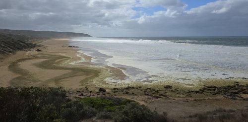 Dozens of surfers fell ill after swimming in seas that turned into a ‘bacterial smoothie’ of sea foam. What was in it?