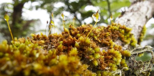 The secret world of moss, ancient ancestor of all plants and vital for the health of the planet
