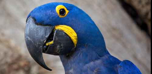 New bird brain study shows evolving a big brain depends on having 'good' parents