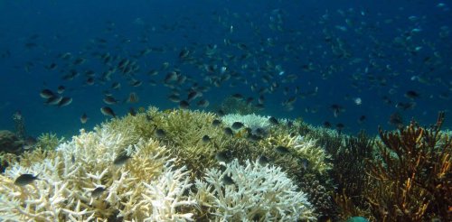 Climate risk index shows threats to 90 per cent of the world's marine species
