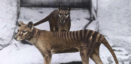 The Tasmanian tiger was hunted to extinction as a ‘large predator’ – but it was only half as heavy as we thought