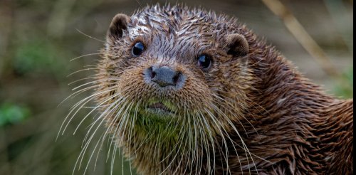 Could a couple of Thai otters have helped the UK’s otter population recover? Our study provides a hint