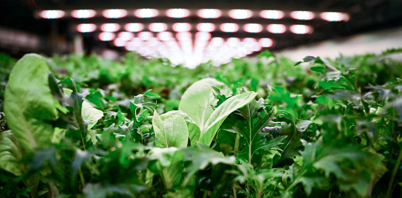 L’agriculture verticale peut-elle nourrir les villes ? Comment dépasser le mirage technologique