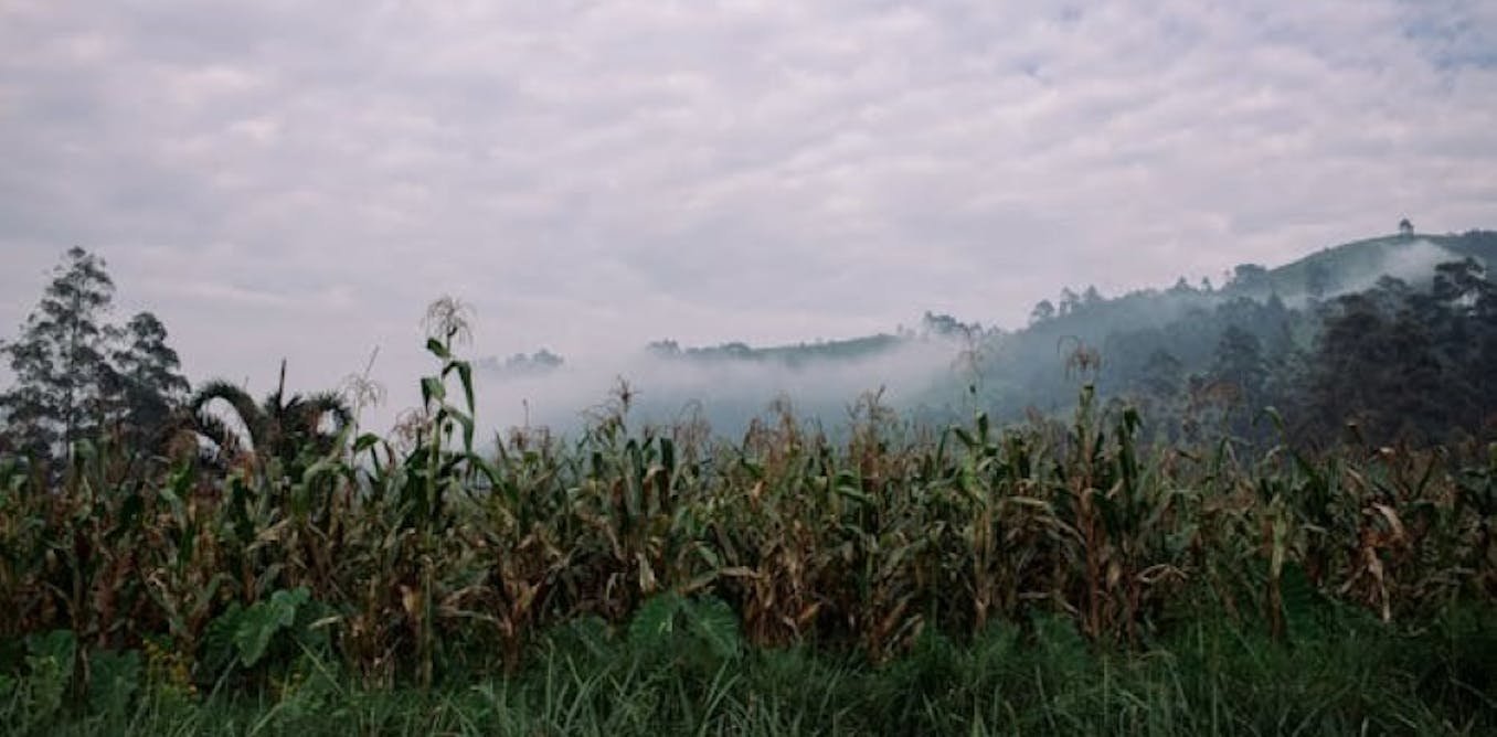 Commerce, résilience, durabilité : la recette du G20 pour l’Afrique