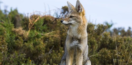 The first dog-fox hybrid points to the growing risk to wild animals of domestic species