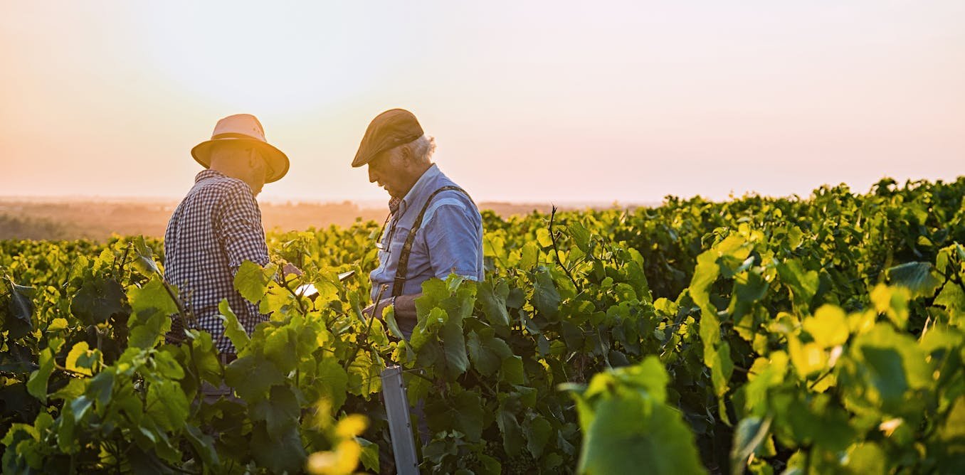 Et si l’assurance verte pouvait aider à réduire les produits phytosanitaires dans les vignobles…