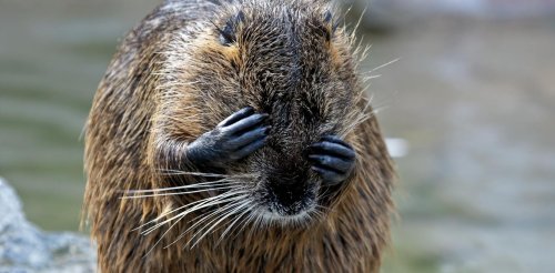 Beavers can do wonders for nature – but we should be realistic about these benefits extending to people