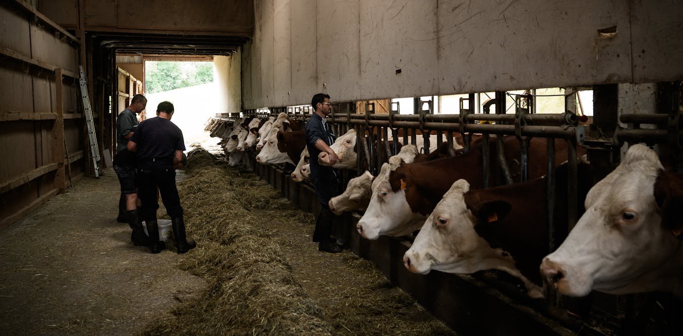 Dermatose nodulaire : comprendre les raisons de la mobilisation agricole