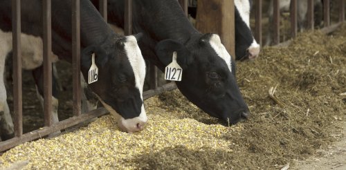 Feeding insects to cattle could make meat and milk production more sustainable