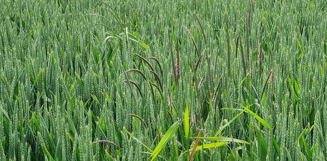 Agriculture : comment lutter contre les mauvaises herbes sans pesticides ?