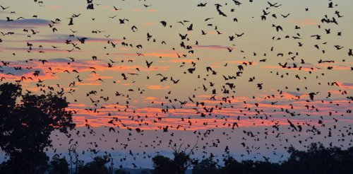 World’s biggest bat colony gathers in Zambia every year: we used artificial intelligence to count them