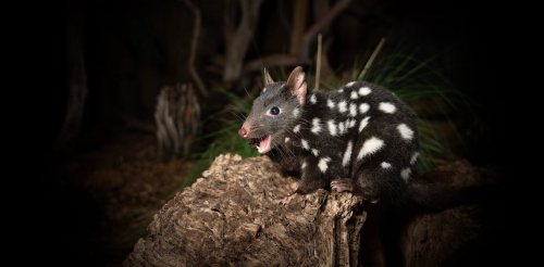 Research reveals 111 times Australian quolls reportedly chewed on human corpses