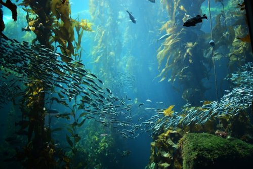 Marine protected areas safeguard more than ecology – they bring economic benefits to fisheries and tourism