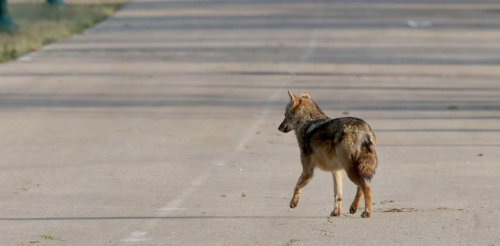 While humans were in strict lockdown, wild mammals roamed further – new research