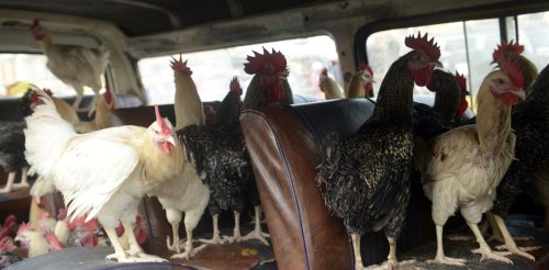Chickens from live poultry markets in Nigeria could be bad for your health - scientists explain why