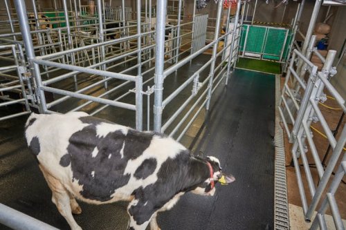 We managed to toilet train cows (and they learned faster than a toddler). It could help combat climate change