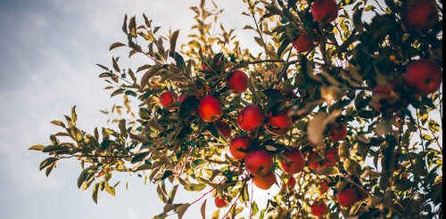 La pomme, reine des vergers… et des pesticides